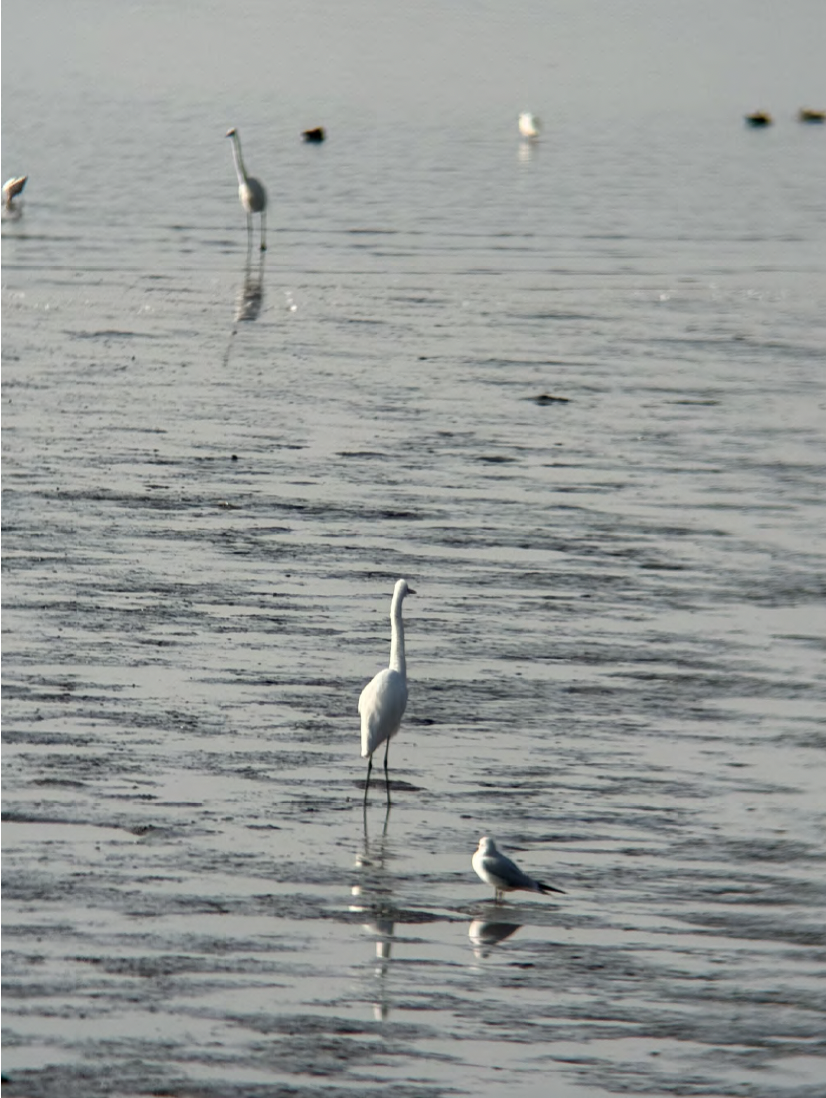 Migratory Birds in Water